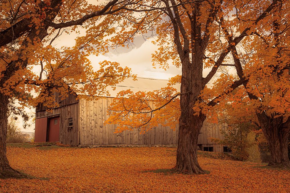 Surrounded by Fallen Leaves art print by Don Schwartz for $57.95 CAD
