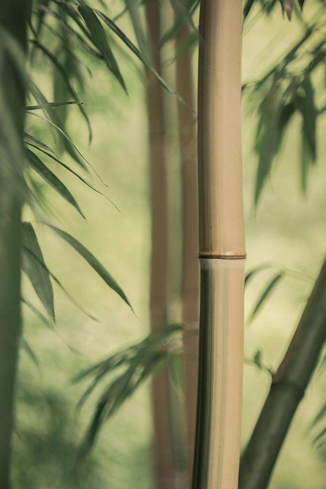 Bamboo I art print by Don Schwartz for $57.95 CAD