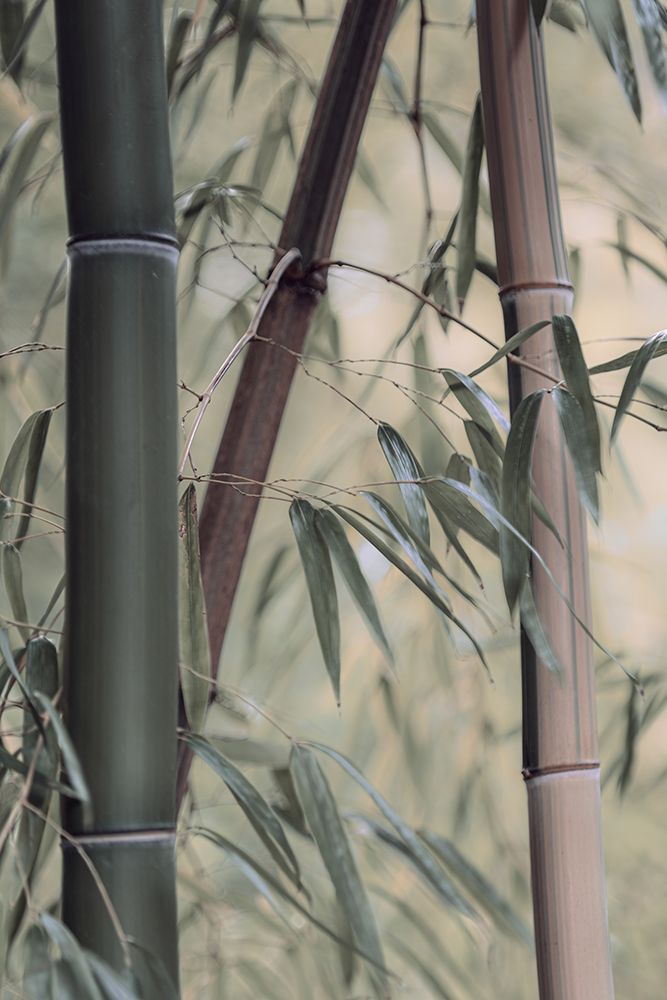 Bamboo II art print by Don Schwartz for $57.95 CAD