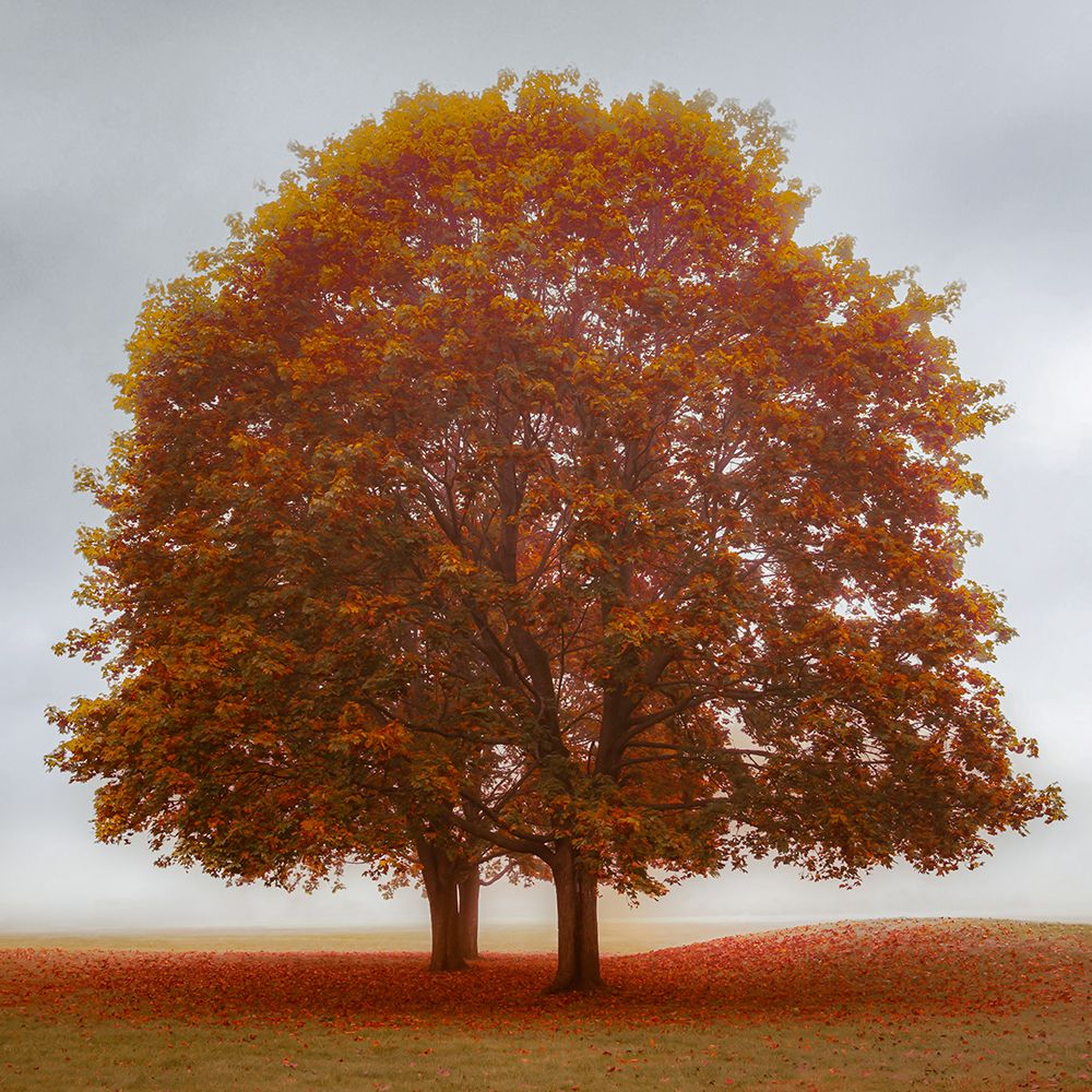 Vibrant Maples art print by Don Schwartz for $57.95 CAD