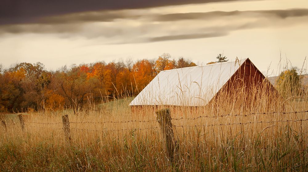 Hidden in the Tall Grasses art print by Don Schwartz for $57.95 CAD