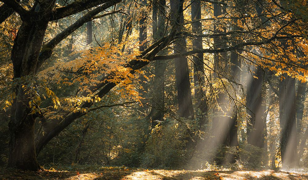 Beams of Forest Light art print by Don Schwartz for $57.95 CAD