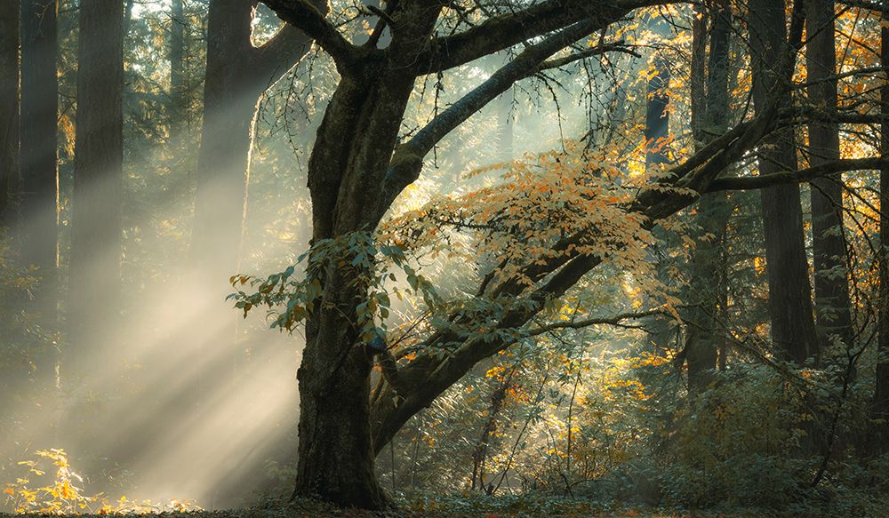 Bending the Light art print by Don Schwartz for $57.95 CAD