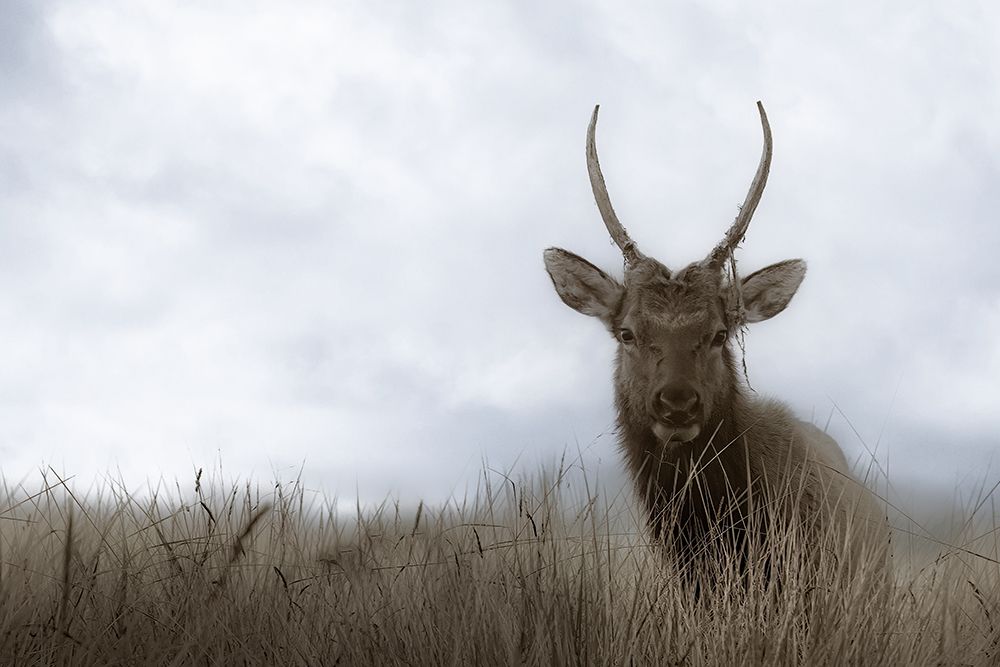 Elk in the Coastal Dunes art print by Don Schwartz for $57.95 CAD