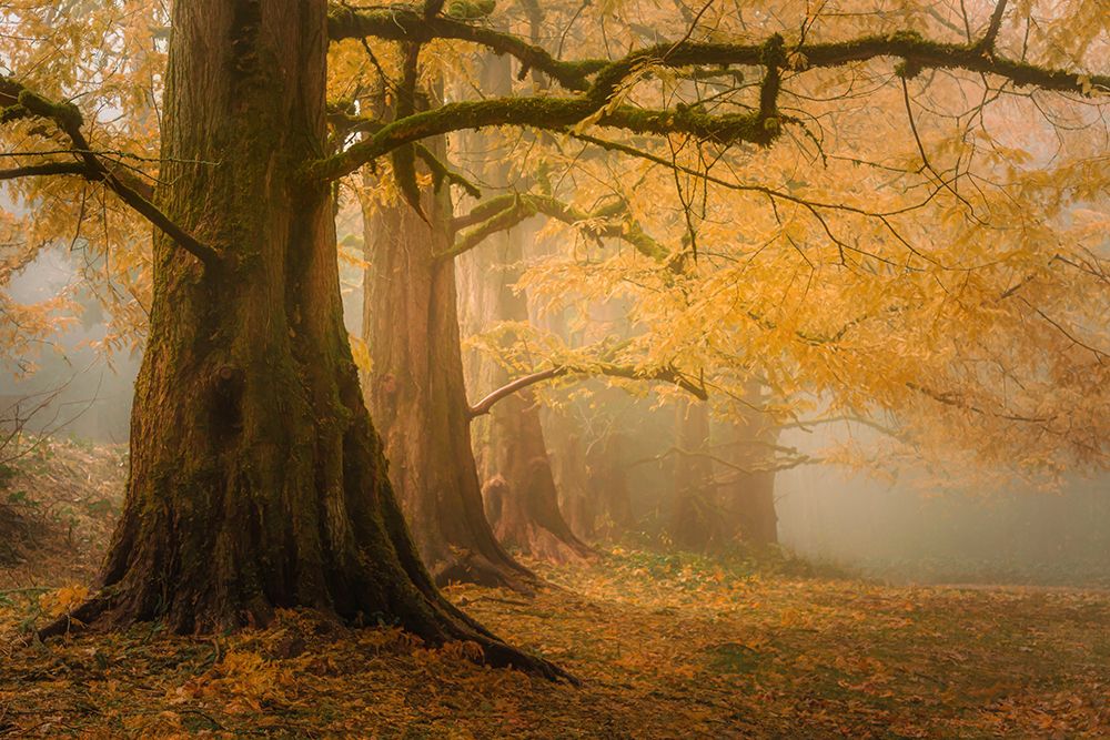Dawn Redwoods in the Mist art print by Don Schwartz for $57.95 CAD