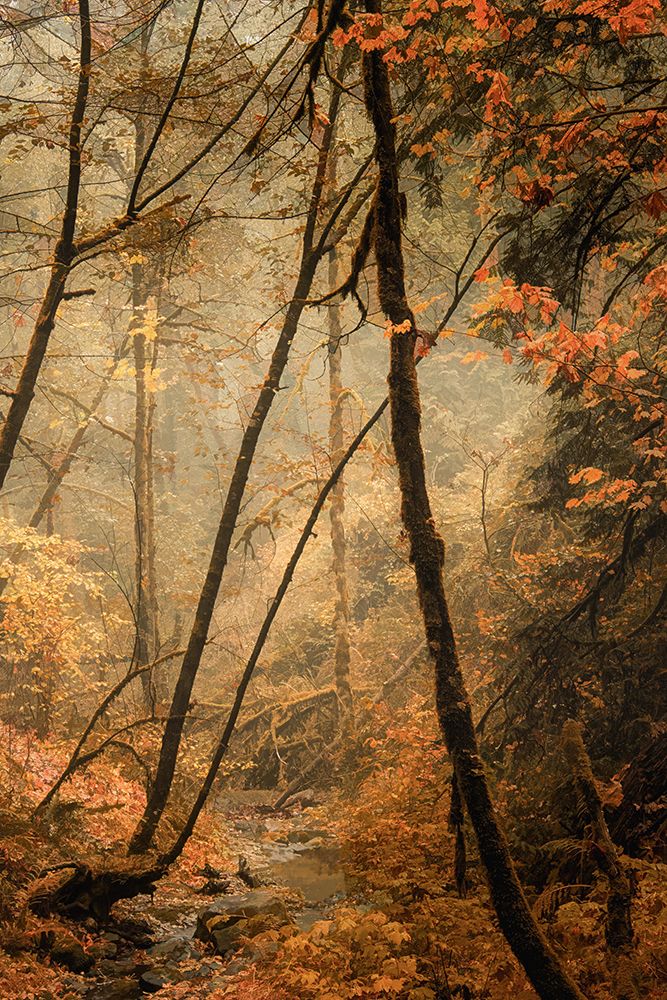 Forest Creek art print by Don Schwartz for $57.95 CAD