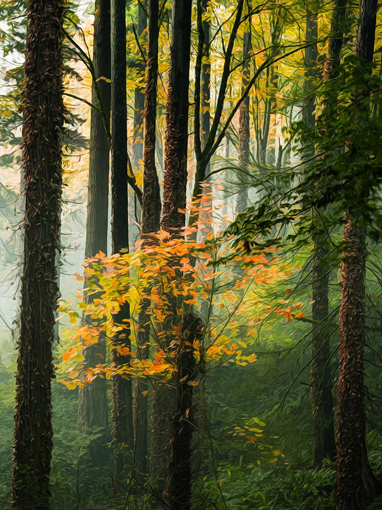 Tinged with the Colors of Autumn art print by Don Schwartz for $57.95 CAD