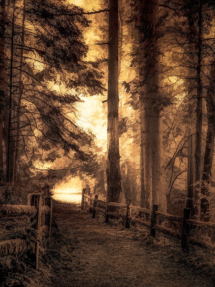Sunlight Through a Thicket of Trees art print by Don Schwartz for $57.95 CAD