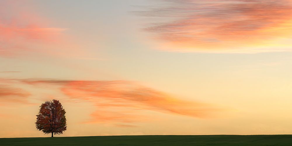 Lone Tree in the Pasture art print by Don Schwartz for $57.95 CAD