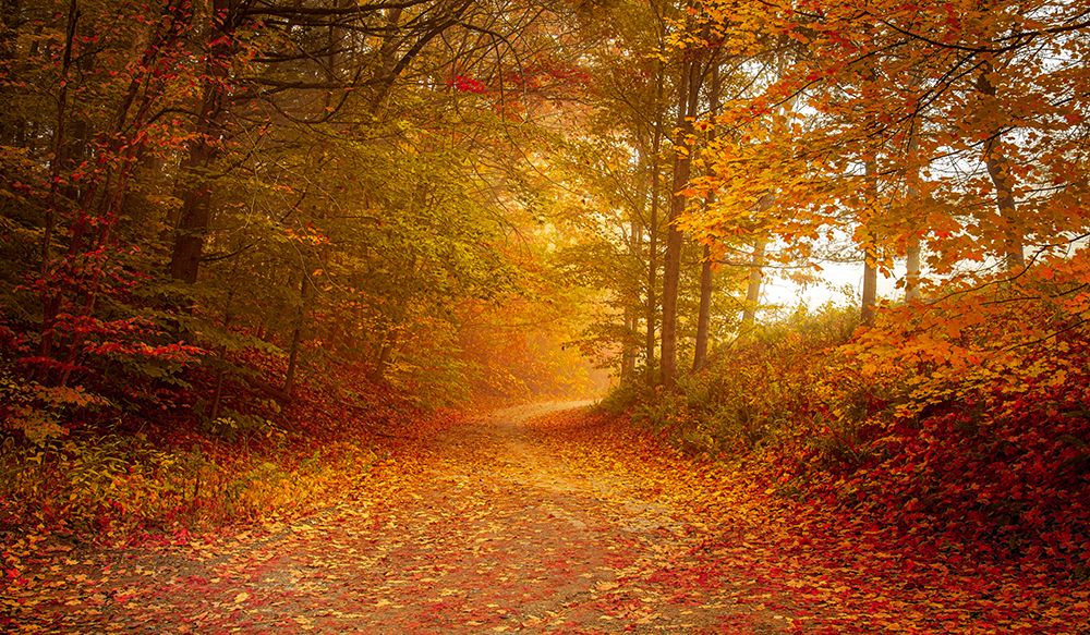 Leafy Path Through the Woods art print by Don Schwartz for $57.95 CAD