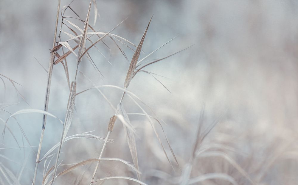 Swaying Grasses art print by Don Schwartz for $57.95 CAD