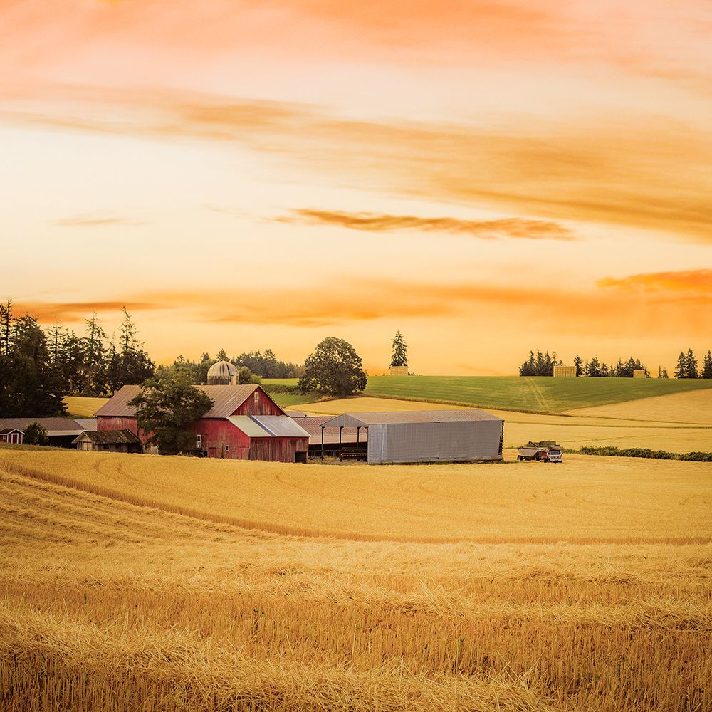 Red Barn in the Wheat art print by Don Schwartz for $57.95 CAD