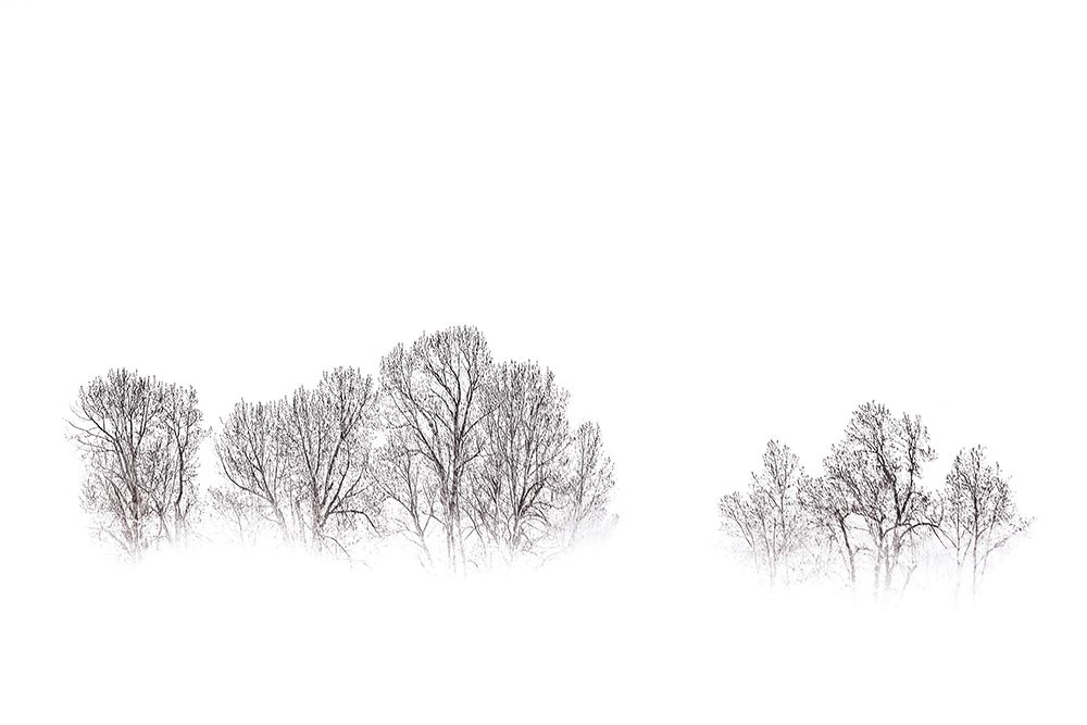 Bare Trees on a Misty Morning art print by Don Schwartz for $57.95 CAD