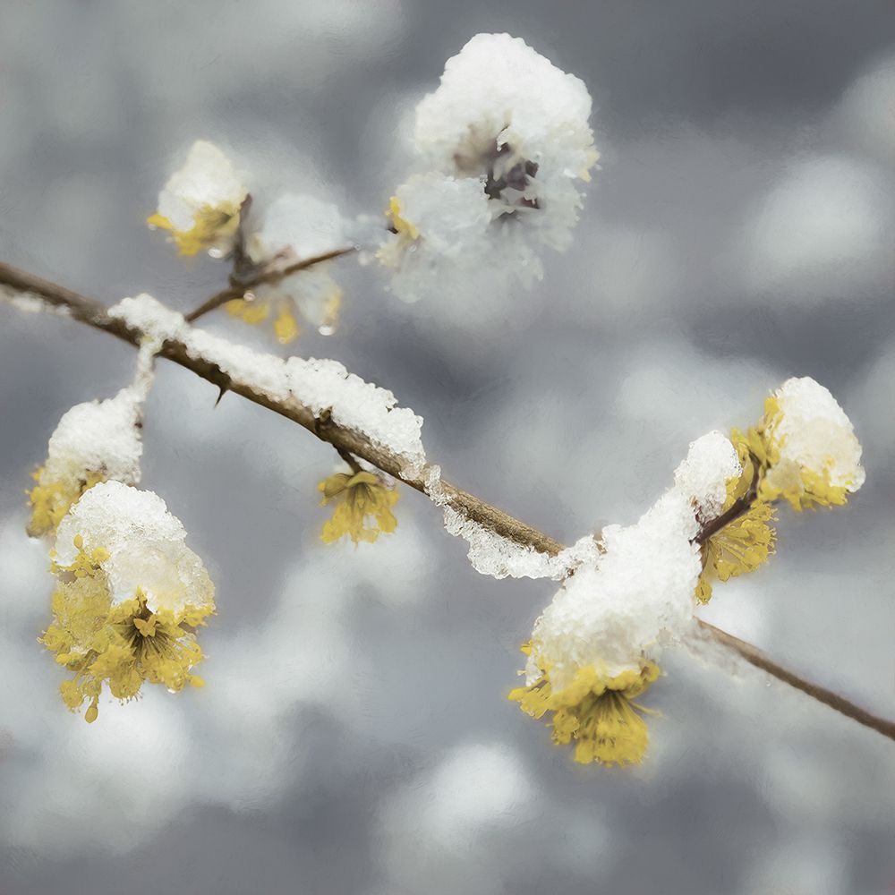 Touched By the Snow in Spring art print by Don Schwartz for $57.95 CAD
