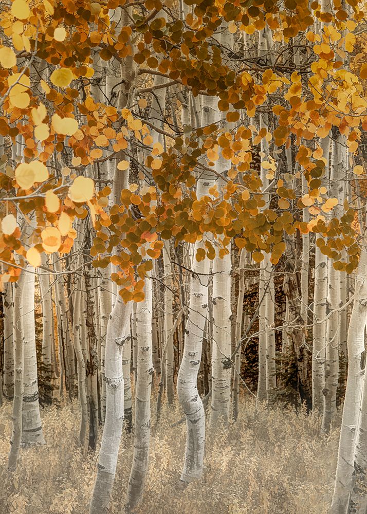 Dazzling Aspens art print by Don Schwartz for $57.95 CAD