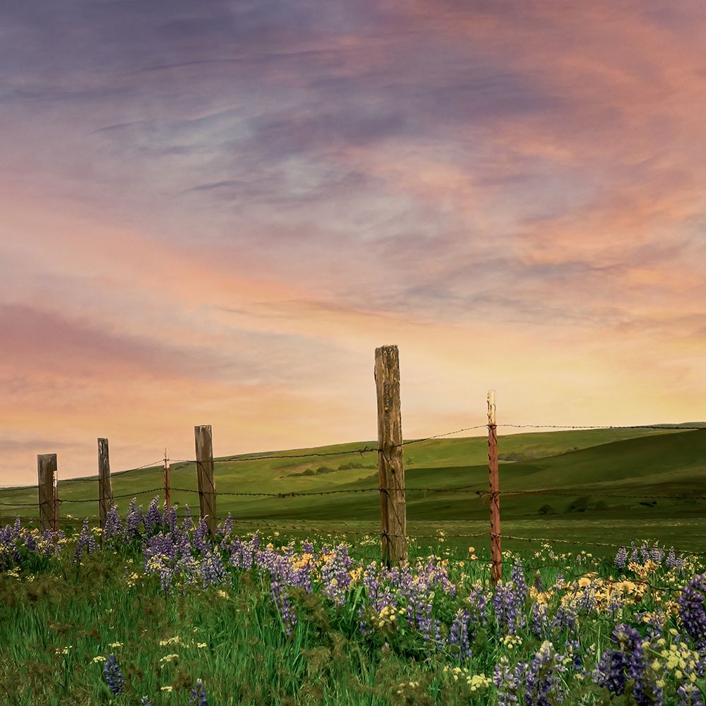 Wildflowers Along the Fence art print by Don Schwartz for $57.95 CAD
