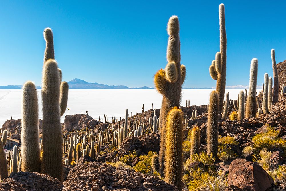 Cactus Island art print by Richard Silver for $57.95 CAD