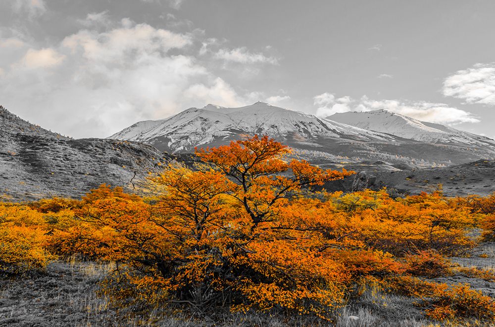 Mountain Tree art print by Richard Silver for $57.95 CAD