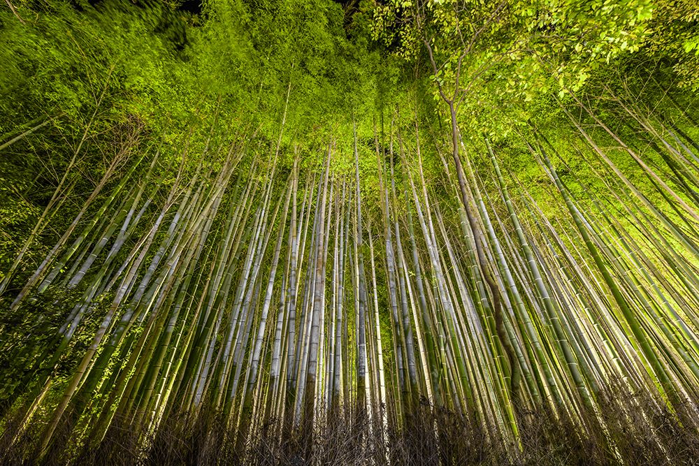 Bamboo Forest art print by Richard Silver for $57.95 CAD