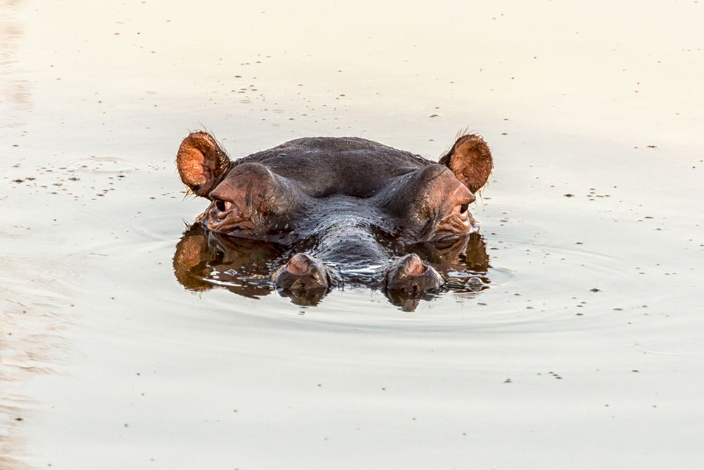African Hippo art print by Richard Silver for $57.95 CAD