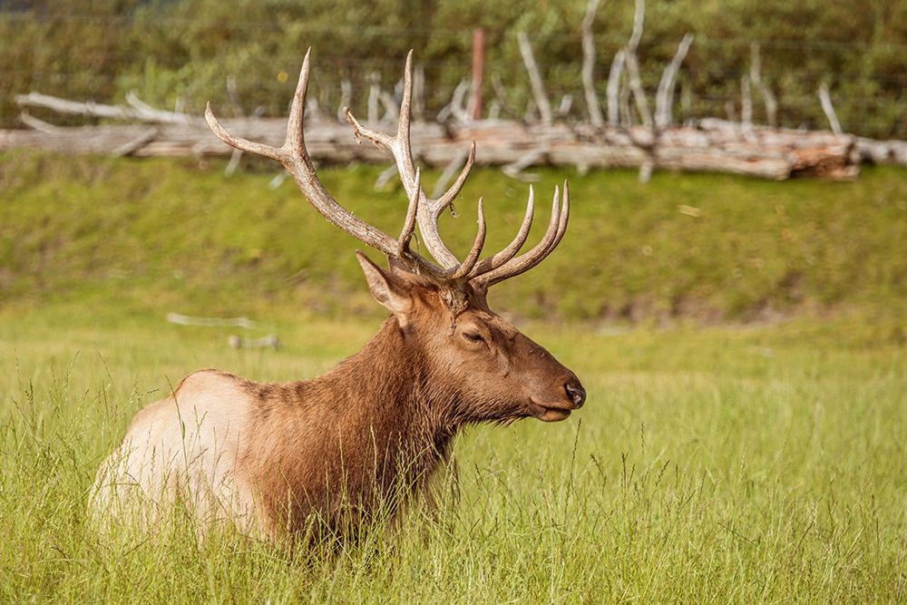 Alaskan Deer art print by Richard Silver for $57.95 CAD