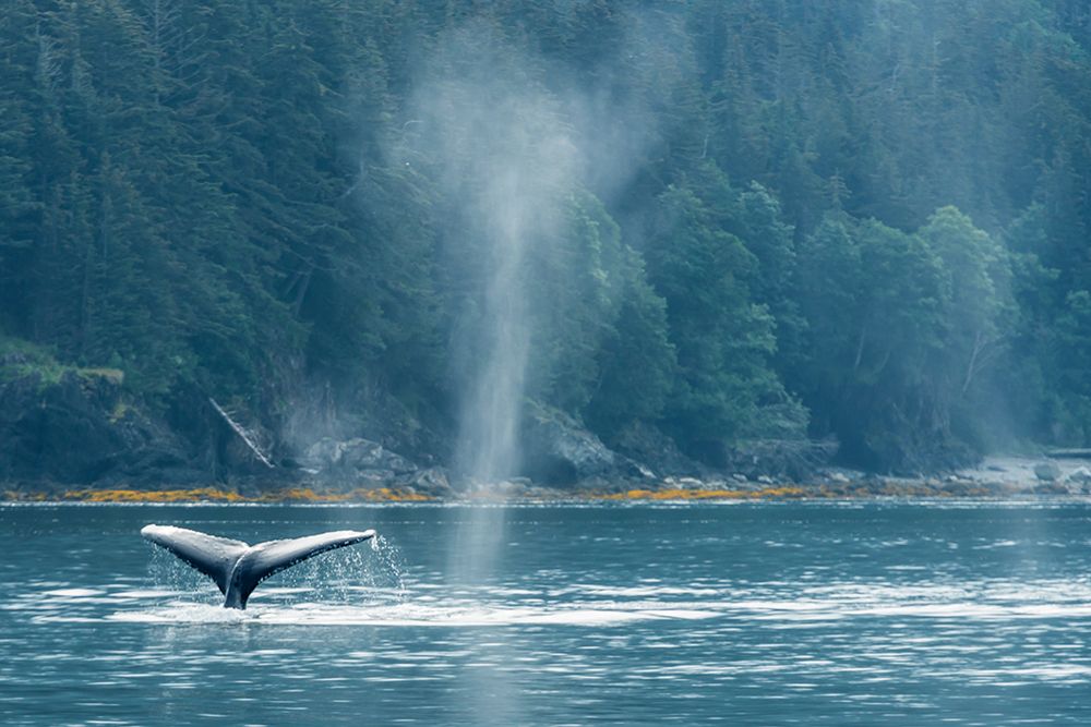 Alaskan Whale art print by Richard Silver for $57.95 CAD