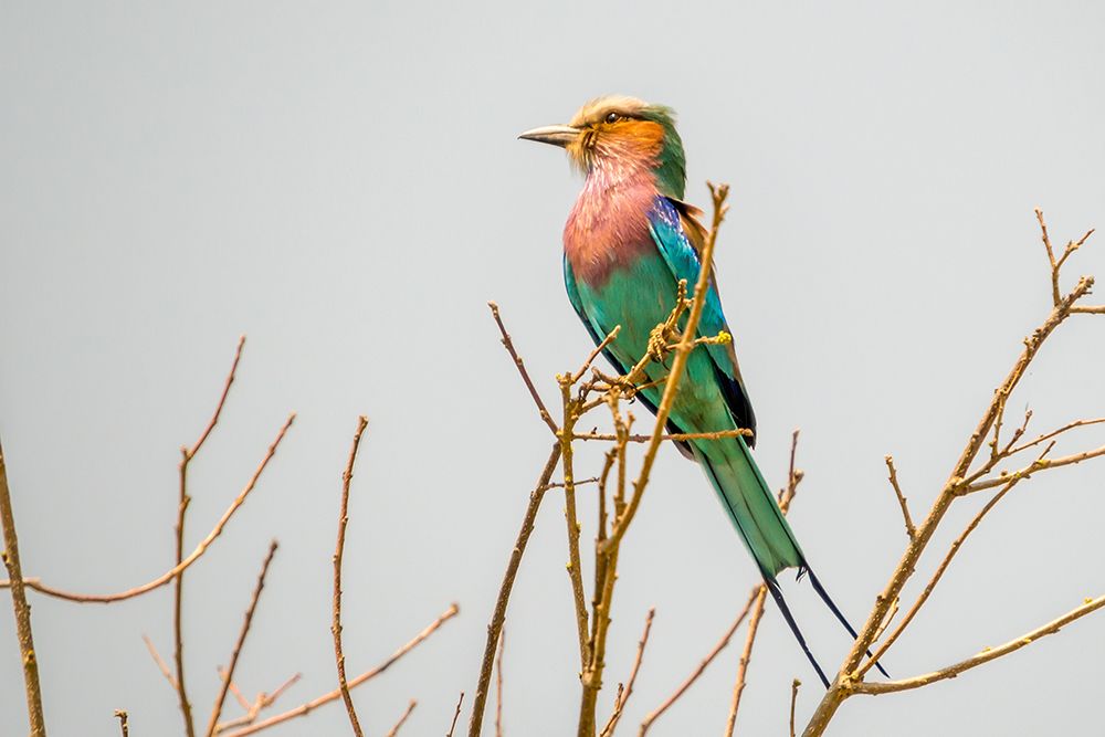 Colorful African Bird art print by Richard Silver for $57.95 CAD