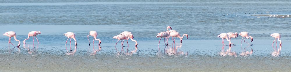 Pink Flamingos Namibia I art print by Richard Silver for $57.95 CAD