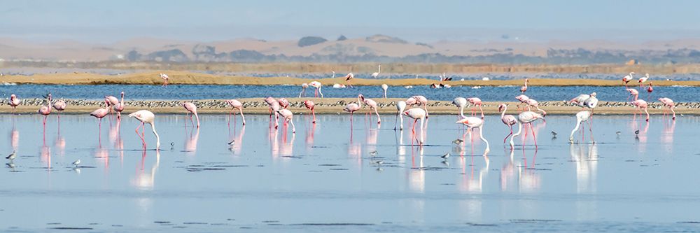 Pink Flamingos Namibia II art print by Richard Silver for $57.95 CAD