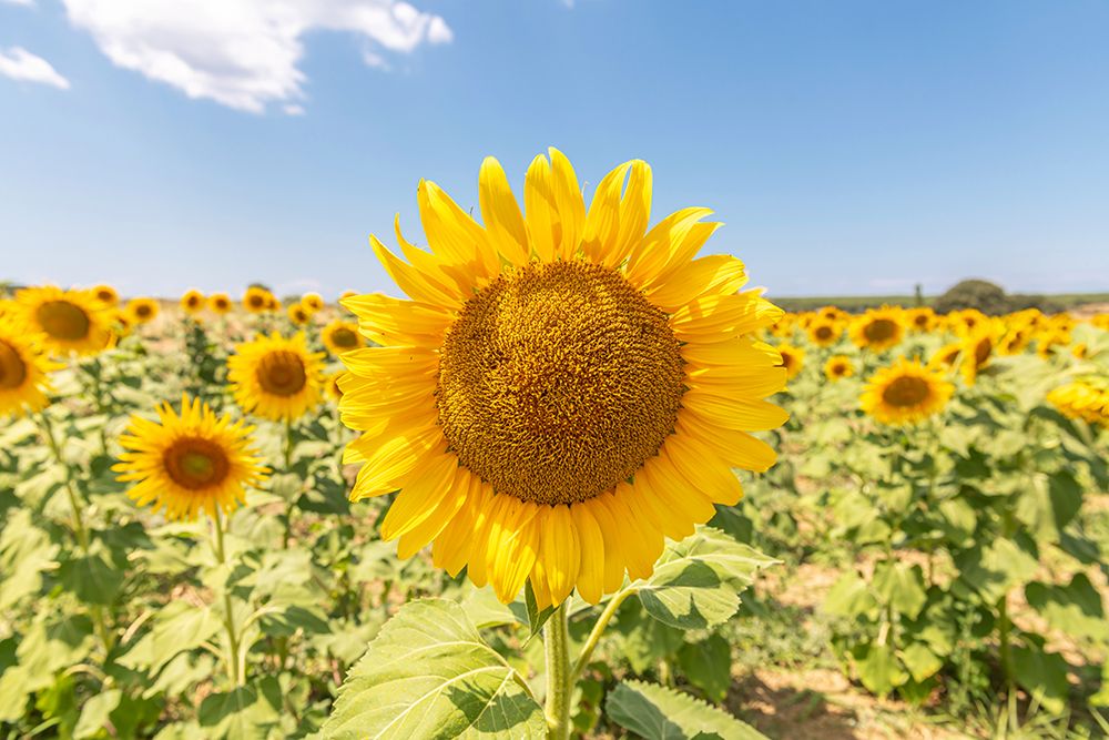 Sunflowers I art print by Richard Silver for $57.95 CAD