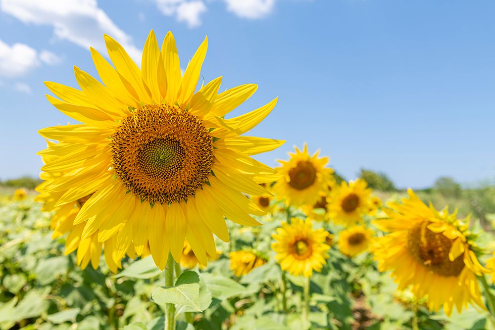 Sunflowers II art print by Richard Silver for $57.95 CAD