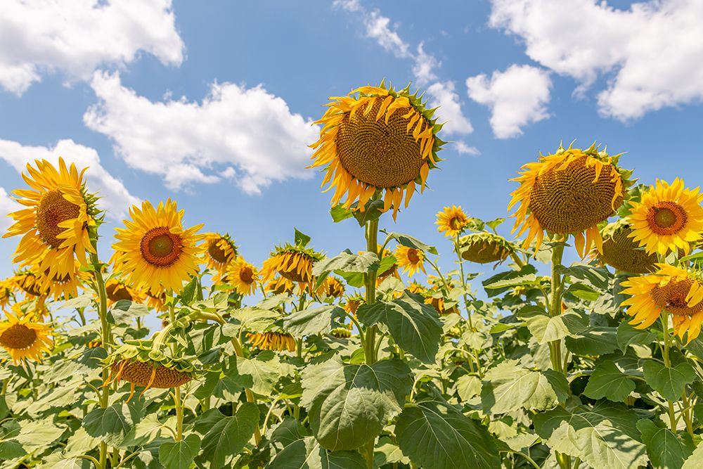 Turkish Sunflowers 1 art print by Richard Silver for $57.95 CAD