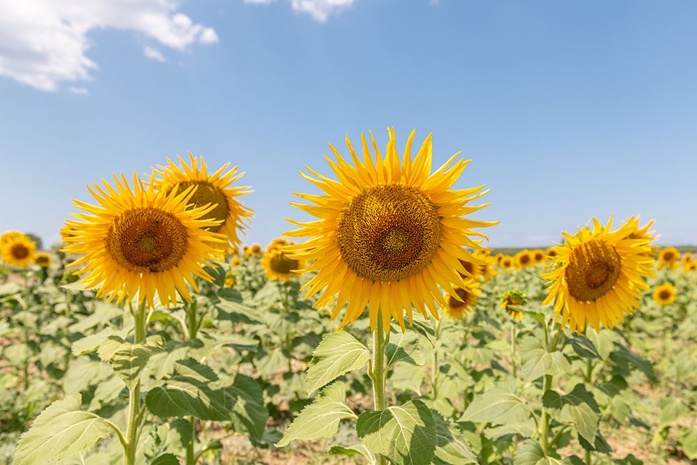 Turkish Sunflowers 2 art print by Richard Silver for $57.95 CAD