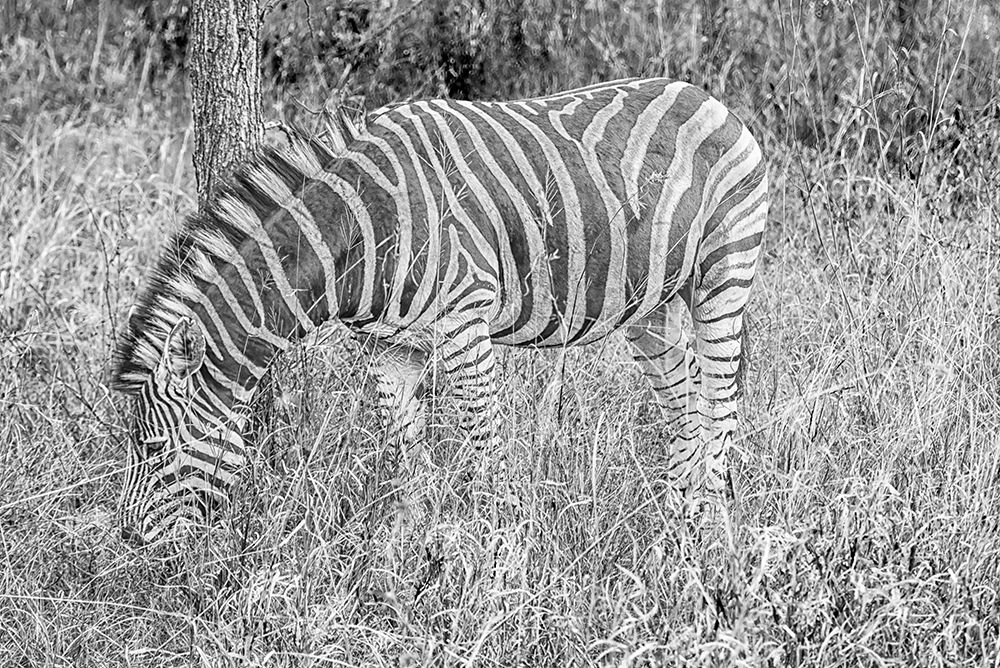 Zebra 1 art print by Richard Silver for $57.95 CAD