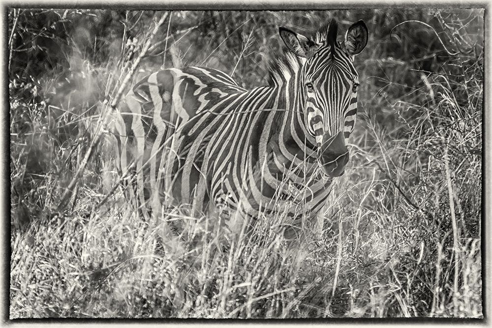 Zebra 2 art print by Richard Silver for $57.95 CAD
