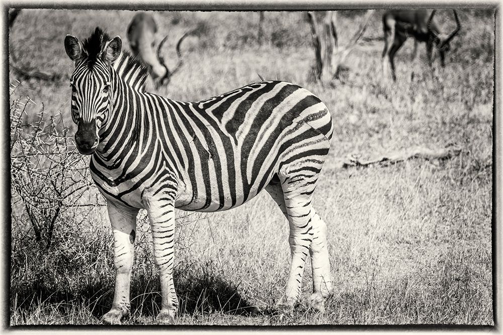Zebra 3 art print by Richard Silver for $57.95 CAD