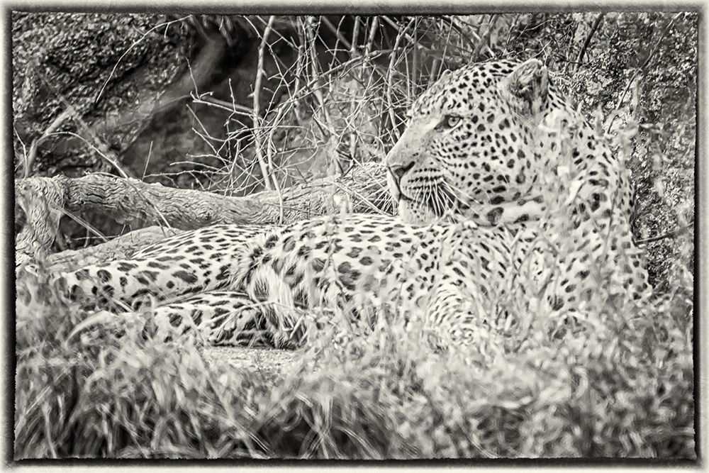 African Leopard art print by Richard Silver for $57.95 CAD