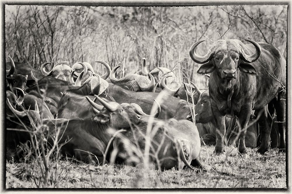 Cape Buffaloes art print by Richard Silver for $57.95 CAD