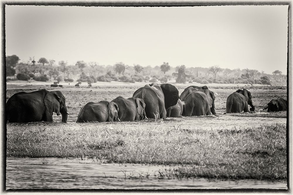 Elephants on the Zambizi River art print by Richard Silver for $57.95 CAD