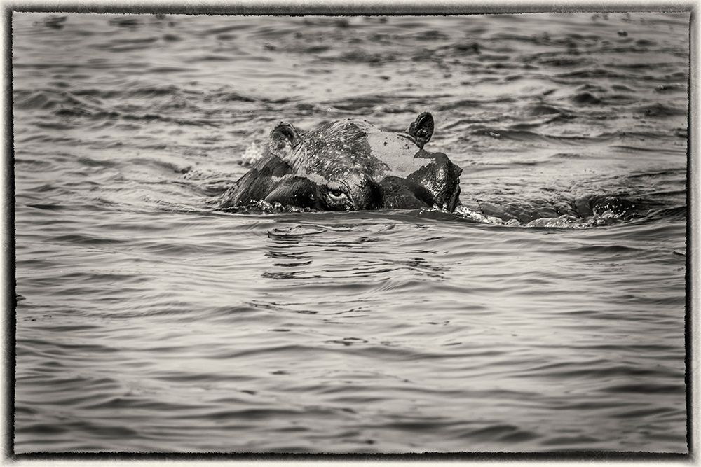 Hippos Eyes art print by Richard Silver for $57.95 CAD