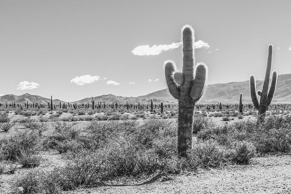 Cactus Argentina I art print by Richard Silver for $57.95 CAD