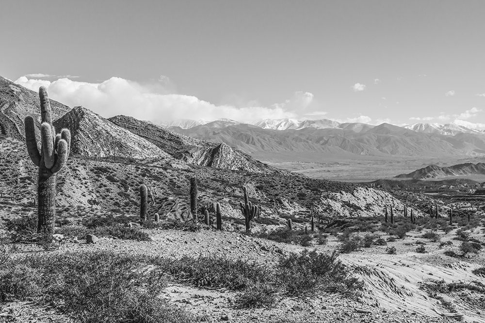 Cactus Argentina II art print by Richard Silver for $57.95 CAD