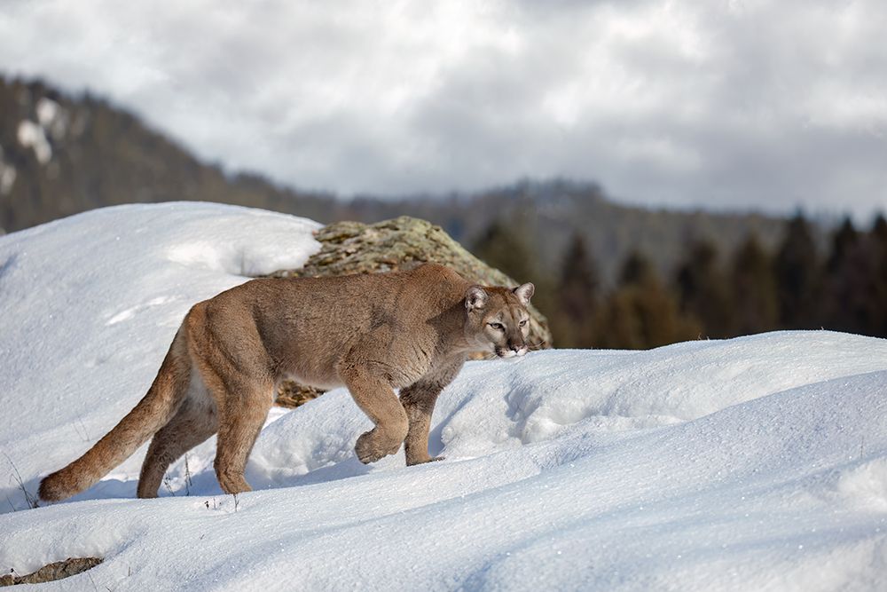 Cougar Walking in the Snow I art print by Jim Cumming for $57.95 CAD