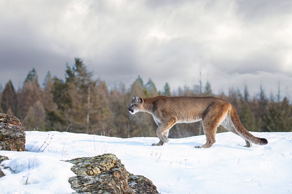 Cougar Walking in the Snow II art print by Jim Cumming for $57.95 CAD