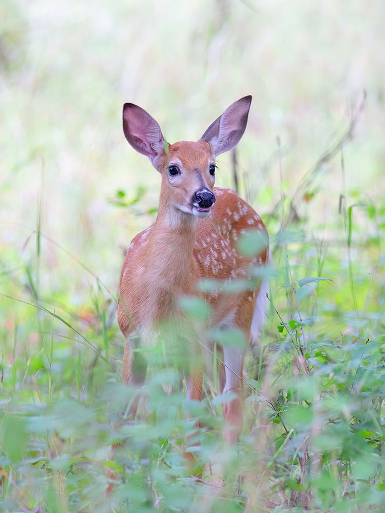 Fawn in the Meadow art print by Jim Cumming for $57.95 CAD