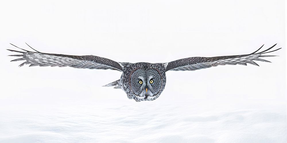 Great Grey Owl in Flight over the Snow art print by Jim Cumming for $57.95 CAD