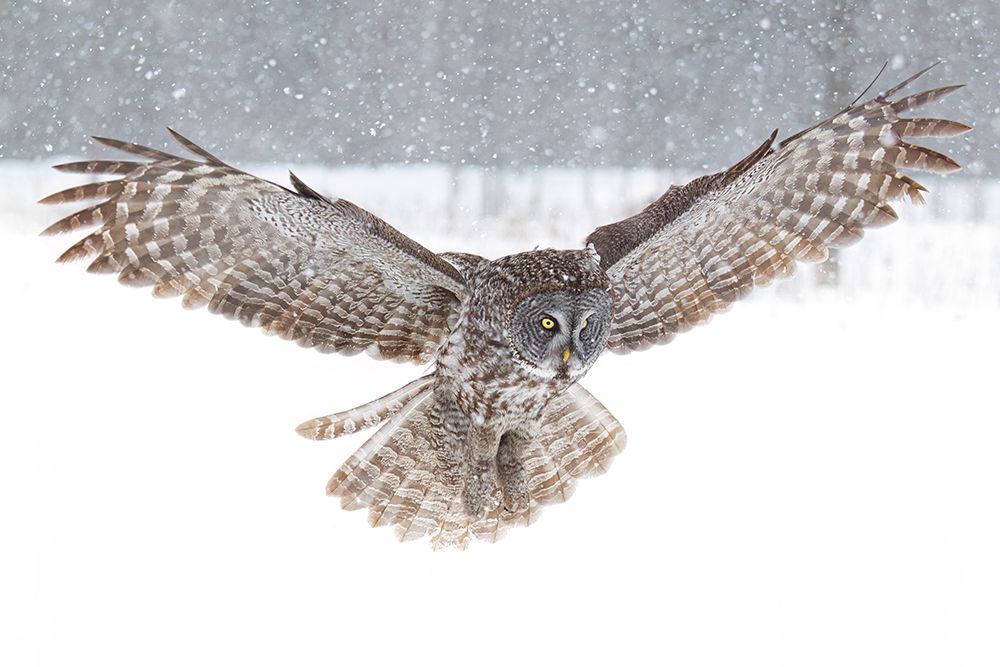 Great Grey Owl in the Field Hunting art print by Jim Cumming for $57.95 CAD