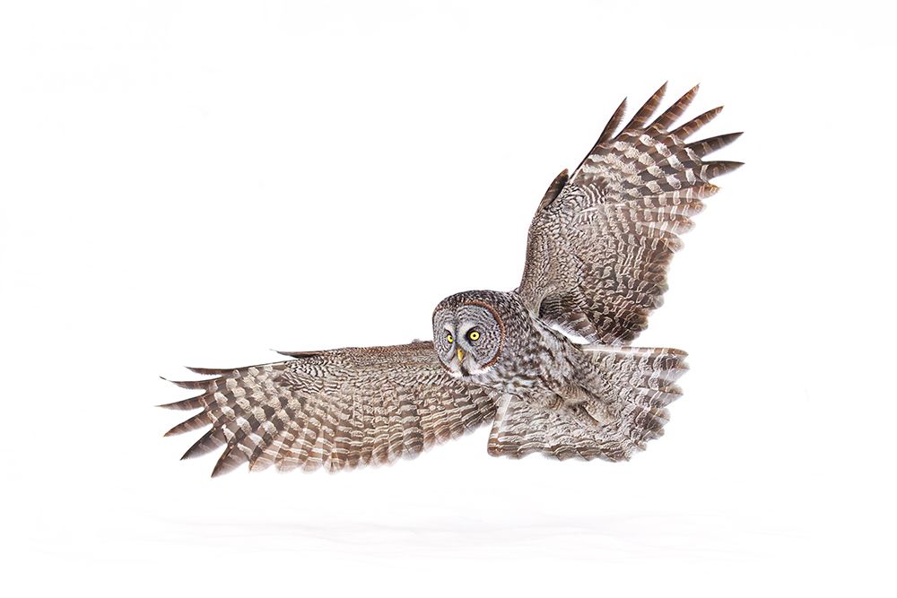 Great Grey Owl Soars over the Snow art print by Jim Cumming for $57.95 CAD