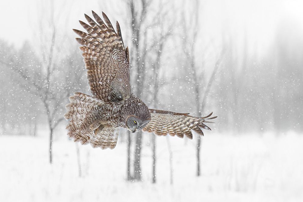 Great Grey Owl through the Snow art print by Jim Cumming for $57.95 CAD