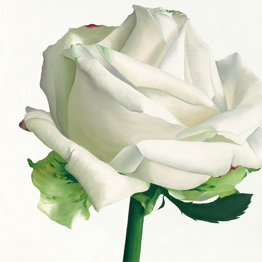 White Rose I art print by Stephanie Andrew for $57.95 CAD